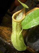 Nepenthes spathulata x alata